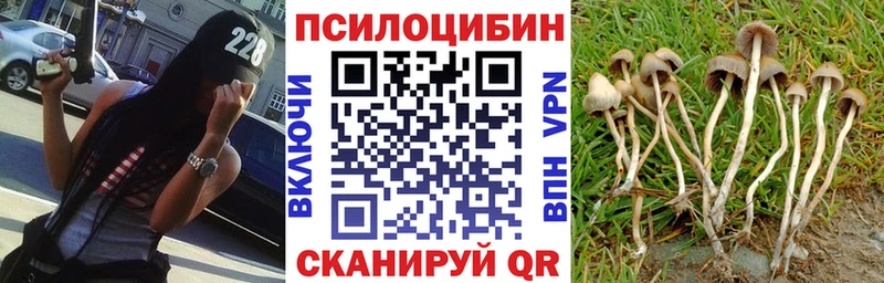 Псилоцибиновые грибы Cubensis  Купить  Ладушкин 